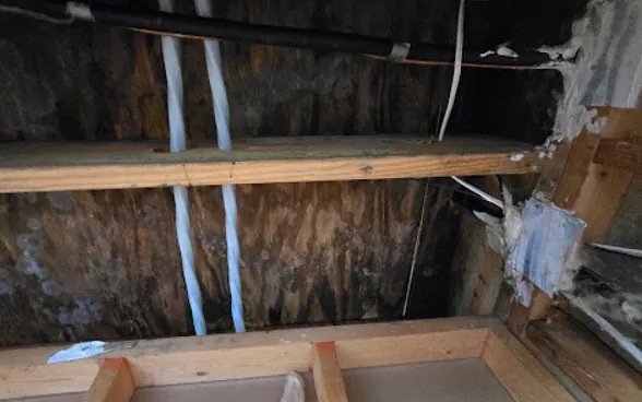 Attic Mold Remediation in Daytona Beach, FL